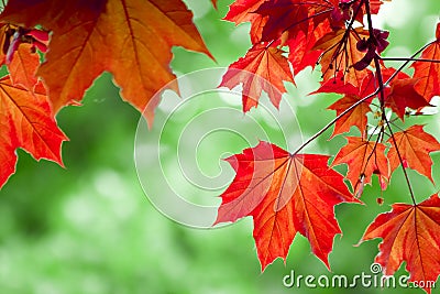 Red maple leafs Stock Photo