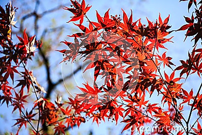 Red maple leaves. Stock Photo