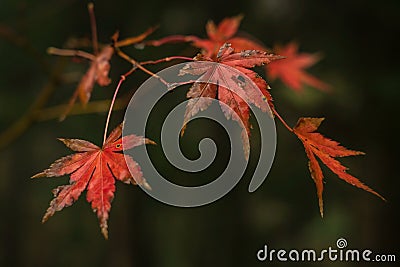 Red leaves of the Japanese maple tree Stock Photo