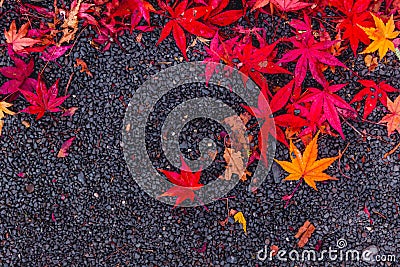 Red maple leaves drops on asphalt road Stock Photo