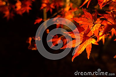 Red maple leaves during lightup at night. Stock Photo