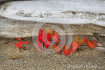 Red maple seedlings against bleached driftwood in northwestern M Stock Photo