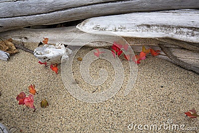 Red maple seedlings near driftwood on the beach, northwestern Ma Stock Photo