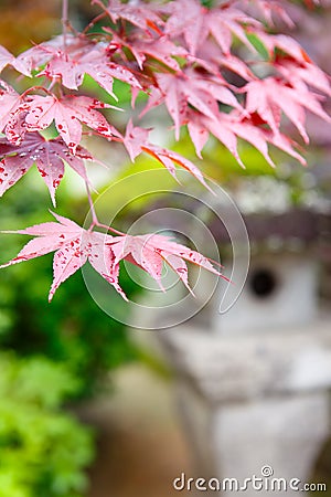 Red maple and traditional temple lantern in Japan Stock Photo