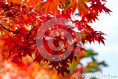 Orange maple tree in autumn season, maple tree branch bright colors in orange, red and yellow in the forest Stock Photo