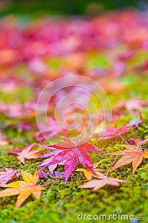 Red maple tree fall in the garden with golden sunlight and blurred background, Japan Red maple leaves/ branches in autumn season i Stock Photo