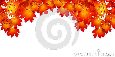 Red maple tree leaves white background isolated close up, red fall maple branches frame, orange autumn lush foliage corner border Stock Photo