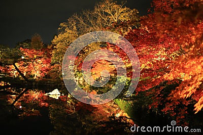 Red maples change from yellow to red in autumn at night Stock Photo