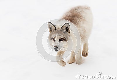 Red Marble Fox Vulpes vulpes Trots Forward Stock Photo