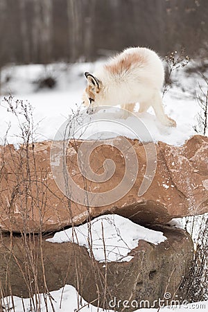 Red Marble Fox Vulpes vulpes Turns Atop Rock Stock Photo