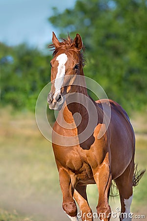 Red mare run Stock Photo