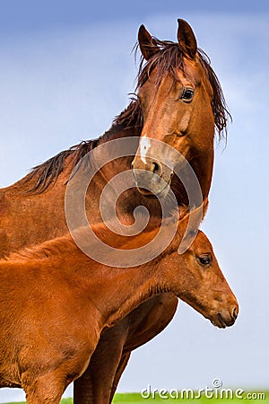 Red mare with foal Stock Photo