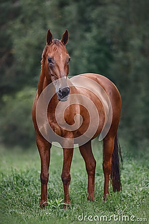 Red mare horse with long brown tail on forest background Stock Photo
