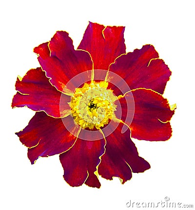 Red marigolds isolated. Beautiful flower on white background Stock Photo