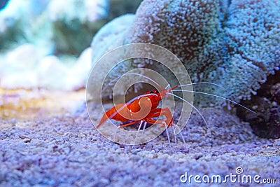 Red marine shrimp Lysmata debelius Stock Photo