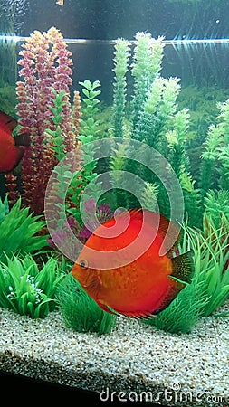 Red Marlboro discus fish Stock Photo