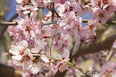 Almond blossom in spring in Bulgaria Stock Photo