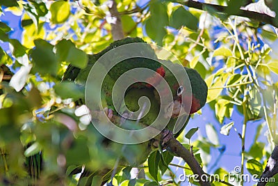 Red masked parakeets (Psittacara erythrogenys) perched on a branch Stock Photo