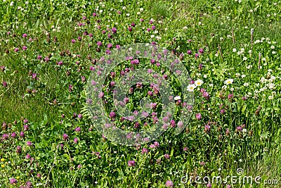Red meadow clover Latin Trifolium pratÃ©nse blooms in a green meadow on a sunny summer day Stock Photo