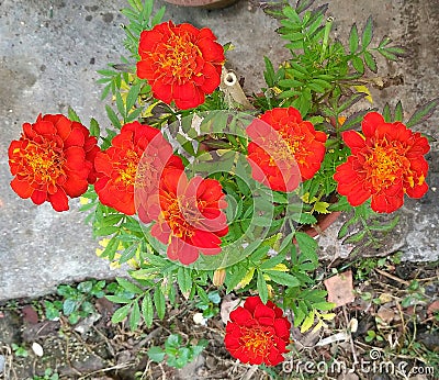 Red meri gold flowers. Stock Photo