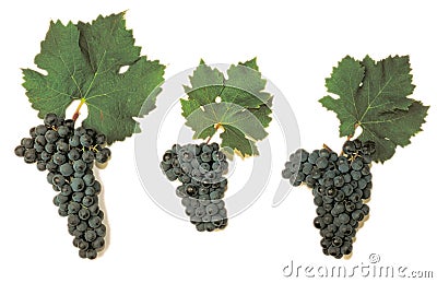 Red Merlot grape with green leaf, isolated on white background Stock Photo