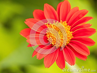 Red Mexican sunflower Tithonia rotundifolia is a species of flowering plant in the Asteraceae family on nature blurred Stock Photo