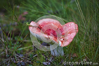 Red Milk mushroom. Edible mushrooms with excellent taste. Bio food Stock Photo