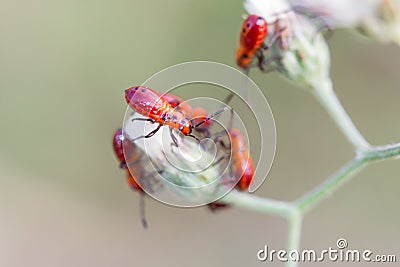 Red milkweed bugs Oncopeltus sp. Lygaeidae ,The child of the insect sticks to the flower against the blurred background Stock Photo