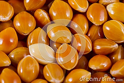 Red millet grains seen up close, super food Stock Photo