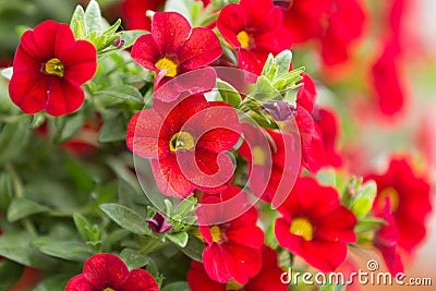 Red million bells flower Stock Photo