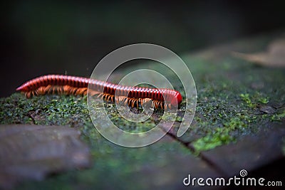 Red millipede in Gunung Mulu national park Stock Photo