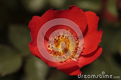 Red Miniature Floribunda Rose Gizmo Rosa flower Stock Photo