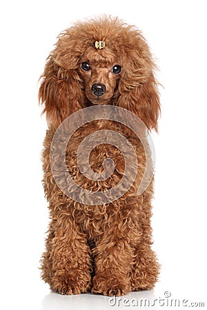 Red Miniature poodle Stock Photo