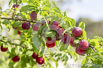 Red mirabelle cherry plums - Prunus domestica syriaca lit by sun, growing on wild tree. Stock Photo