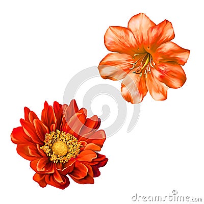 REd Mona Lisa flower, Spring bloom Stock Photo