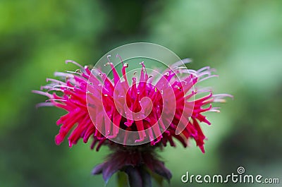 Red Monarda Bee Balm Horsemint flowers on green soft background Stock Photo