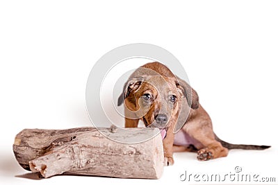 Red mongrel puppy gnaws a large log Stock Photo