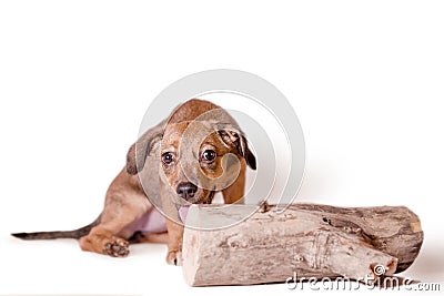 Red mongrel puppy gnaws a large log Stock Photo