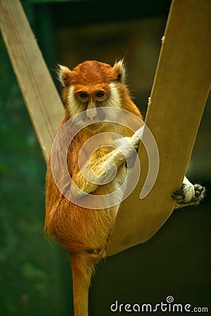 Cute red monkey Patas sitting in a hammock Stock Photo