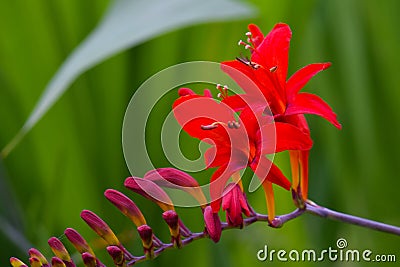 Red Montbretia Flower Anthers 06 Stock Photo