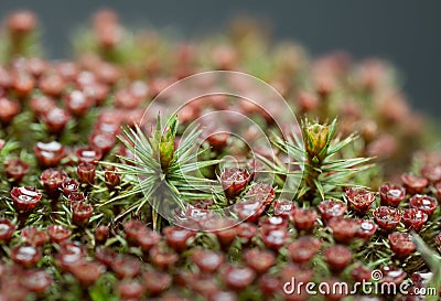 Red moss sporophyte Stock Photo