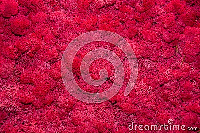 Red moss texture, interlacing threads, natural patterns, abstract background. Stock Photo