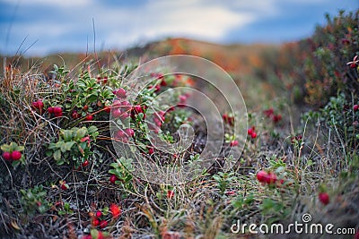 Red mountain cranberries on Velka Chochula hill in Low Tatras Stock Photo