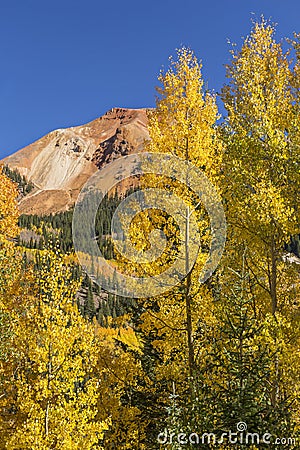 Red Mountain Pass Golden Aspens Stock Photo