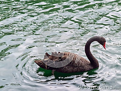 Red-mouthed black swans floating in the lake Stock Photo