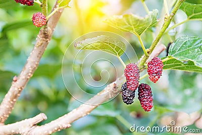 Red mulberries on the tree. Stock Photo