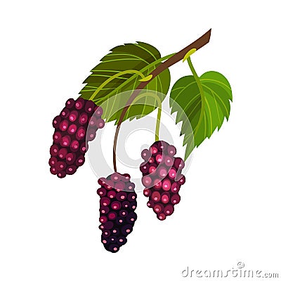 Red Mulberry Fruit Hanging on Tree Branch Resembling Blackberry Vector Illustration Vector Illustration