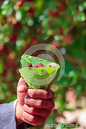 Red mulberry on selective focus.Mulberry fruit in summertime. Fresh Mulberrys. healthy mulberry fruit food isolated.fresh mulberry Stock Photo