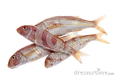 Red mullet fish isolated on white Stock Photo