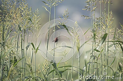 Red Munia bird in a crop field Stock Photo
